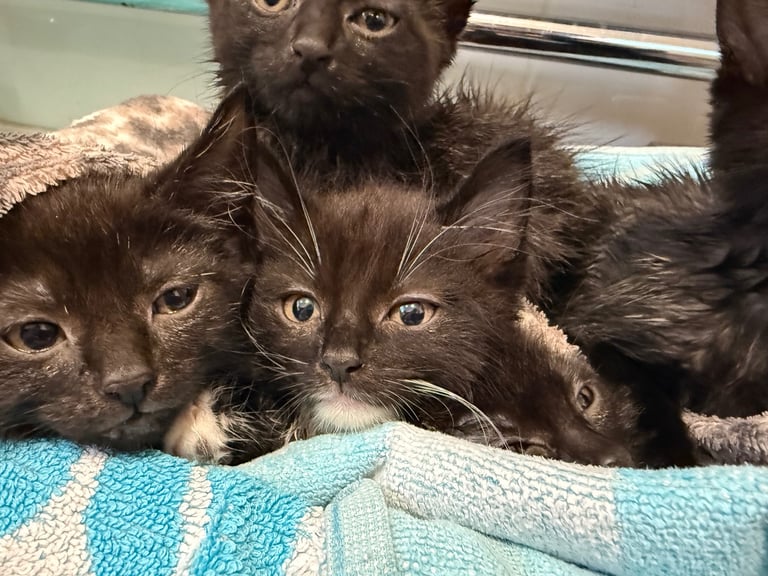 5 kittens for sale 4 girls 1 boy