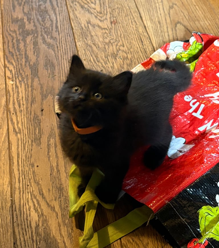 Bengal cross kittens 