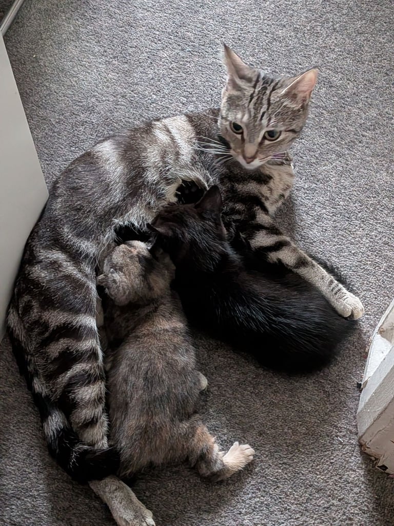 Gorgeous 8 week old kittens