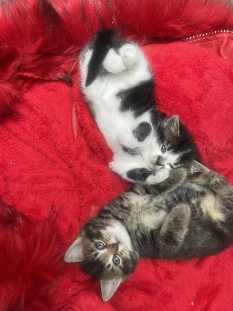 Gorgeous British Kittens For Sale 