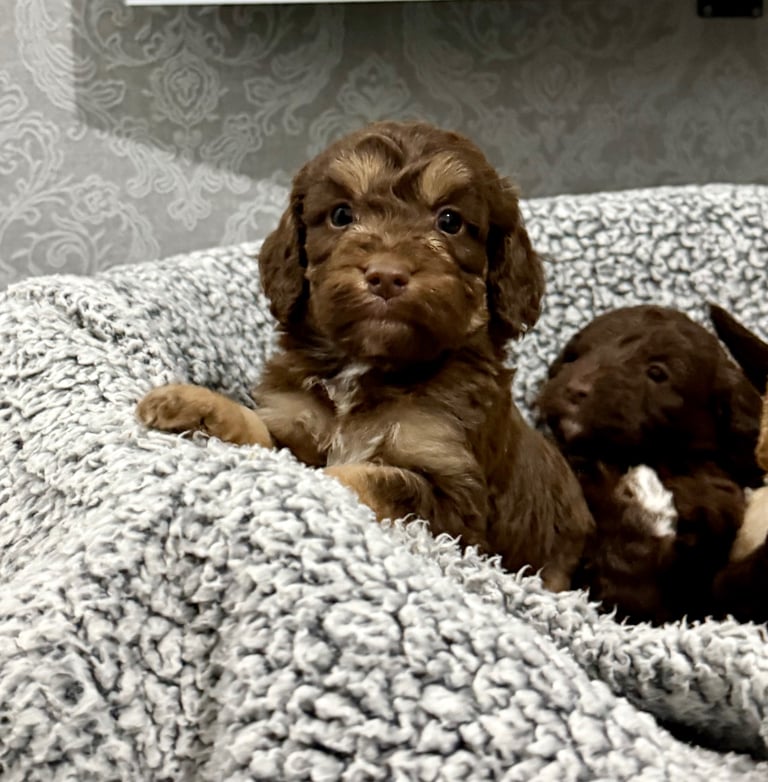 image for F1 Cockapoo’s