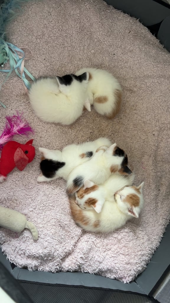 Kittens for furever homes
