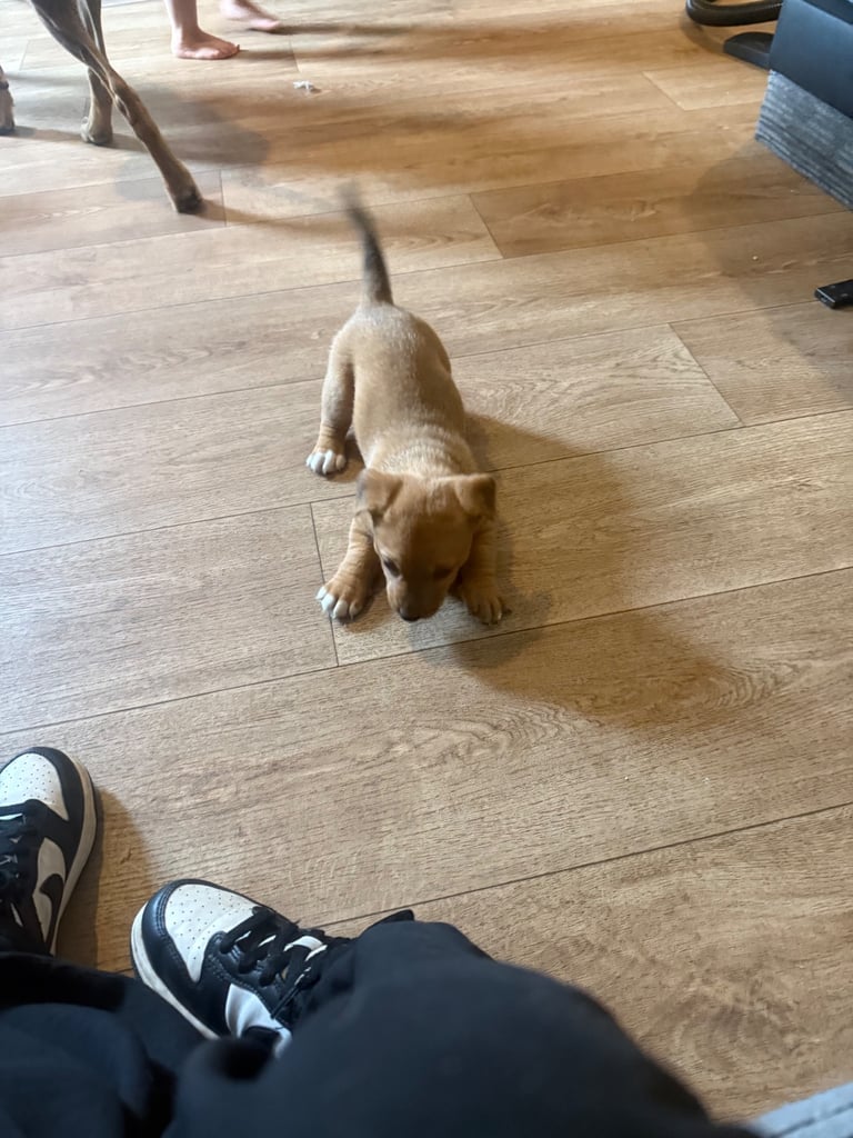 Saluki cross Rottweiler puppies 