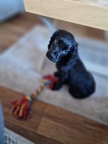 Cocker Spaniel Puppy for rehome, Comes with all essentials as listed in description.