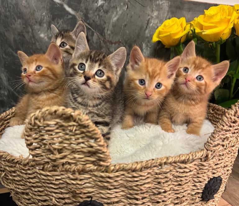 Five kittens ready now 