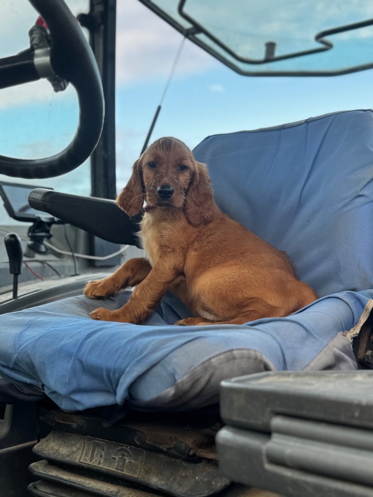 IKC Irish Red Setter puppies 