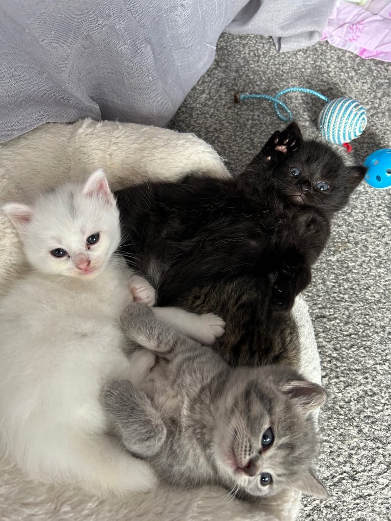 Only 2 black kittens left  READY TO LEAVE 