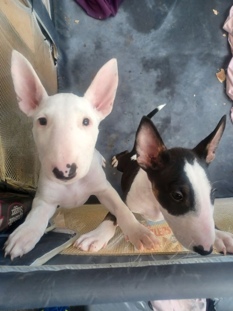 White Bull Mini Bull Terrier Puppies For Adoption Terrier Dog