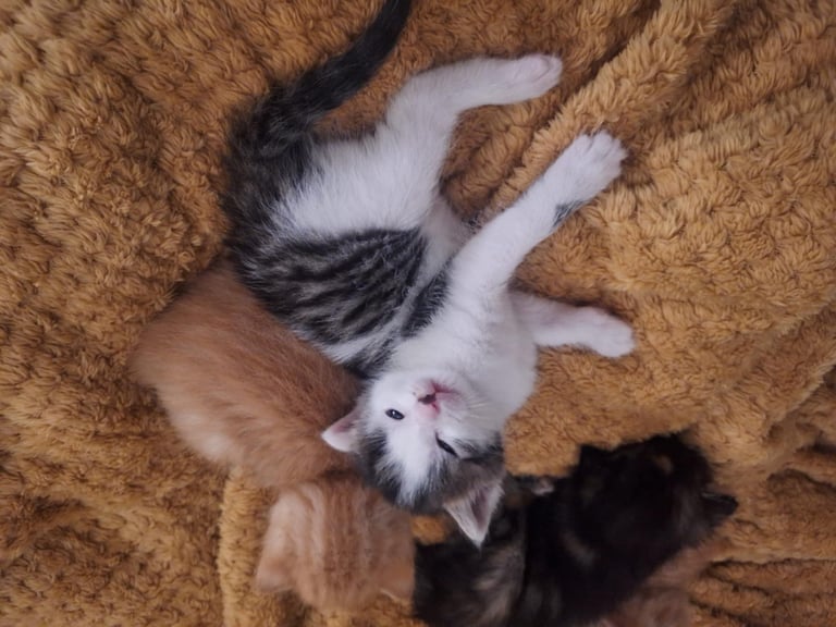 image for Kittens for sale