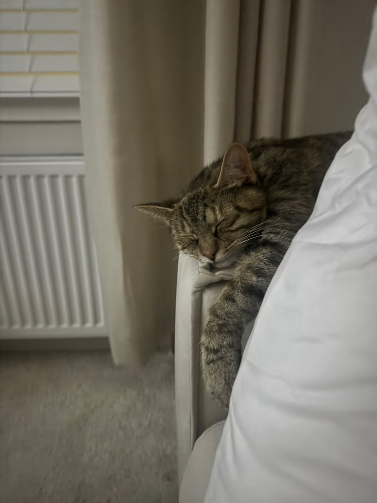 Male & Female cat 
