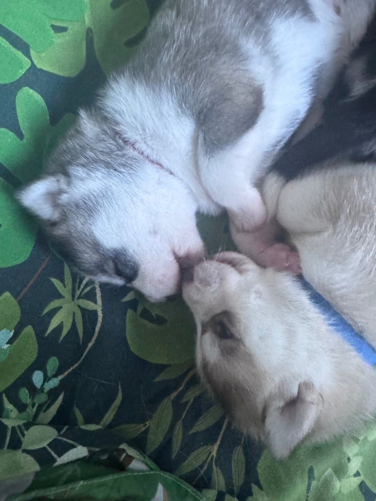 Husky Puppies