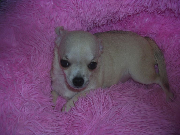 Full Breed Chihuahua puppies 1 Girl 2 Boys