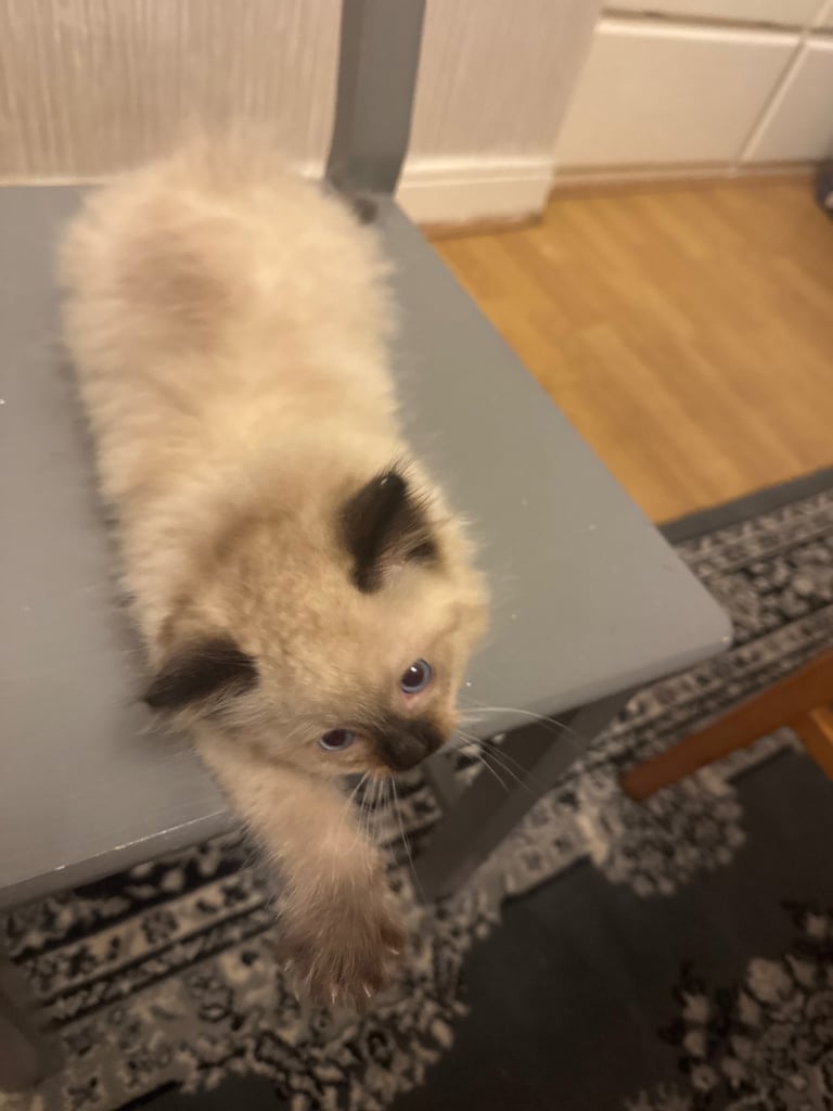 Ragdoll kitten Male 