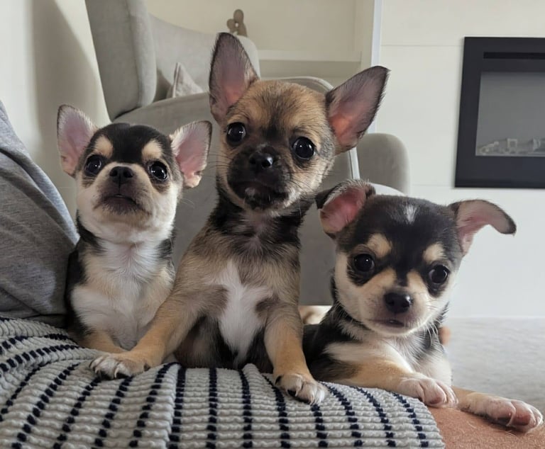 Chihuahua puppies