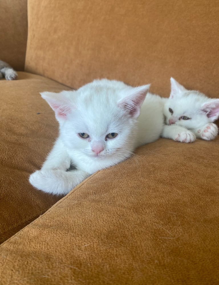 British shorthair kittens  