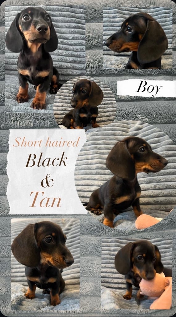 Miniature dachshunds 