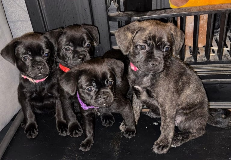 Pug puppies for sale