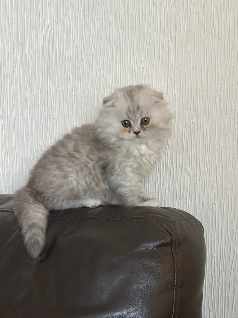 Kittens 