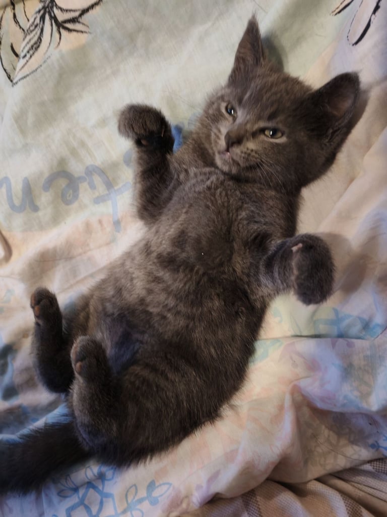 Beautiful kittens for sale.