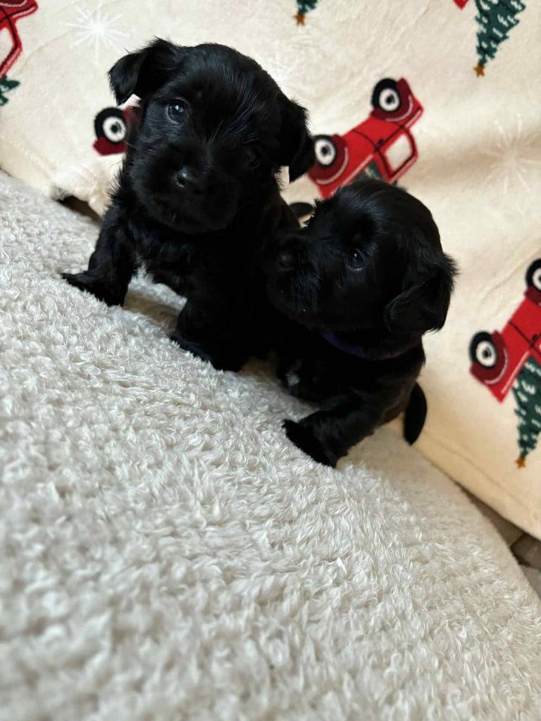 Yorkiepoo puppy’s for sale, Yorkshire terrier / poodle 
