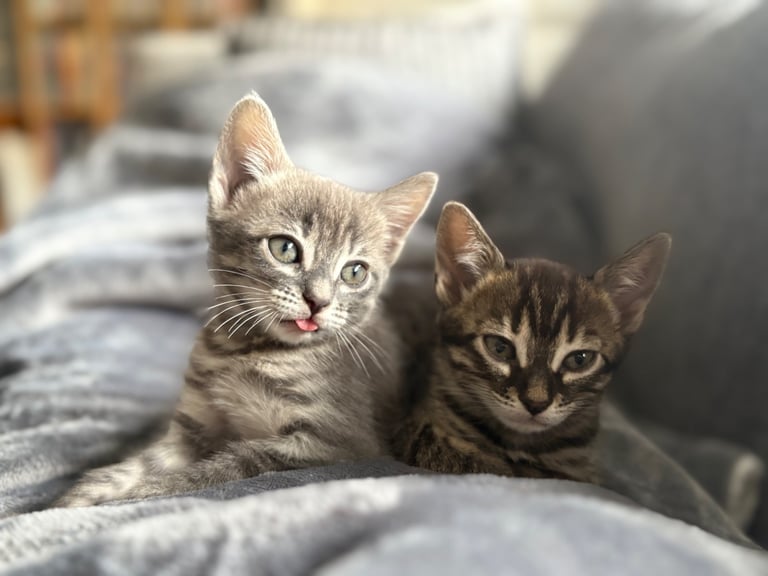 Russian Blue Bengals for Sale