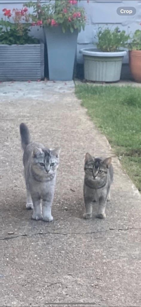 7 month old male kittens for sale 
