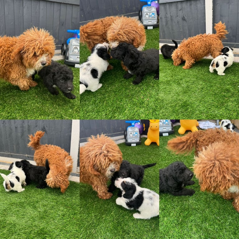 Jackapoo Puppys 