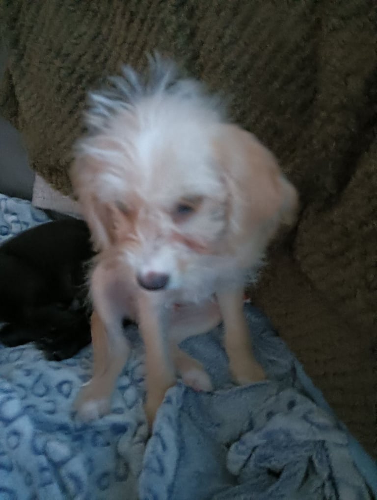 Jack Russell Maltipoo 3 months old