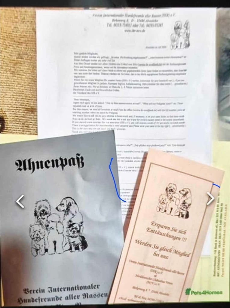 Yorkshire Terrier Baby face boys for sale 😍