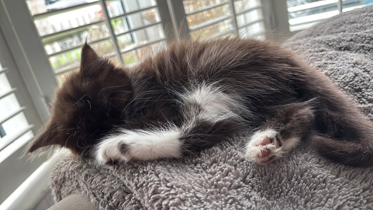 Beautiful mixed kittens only one left to perfect homes.