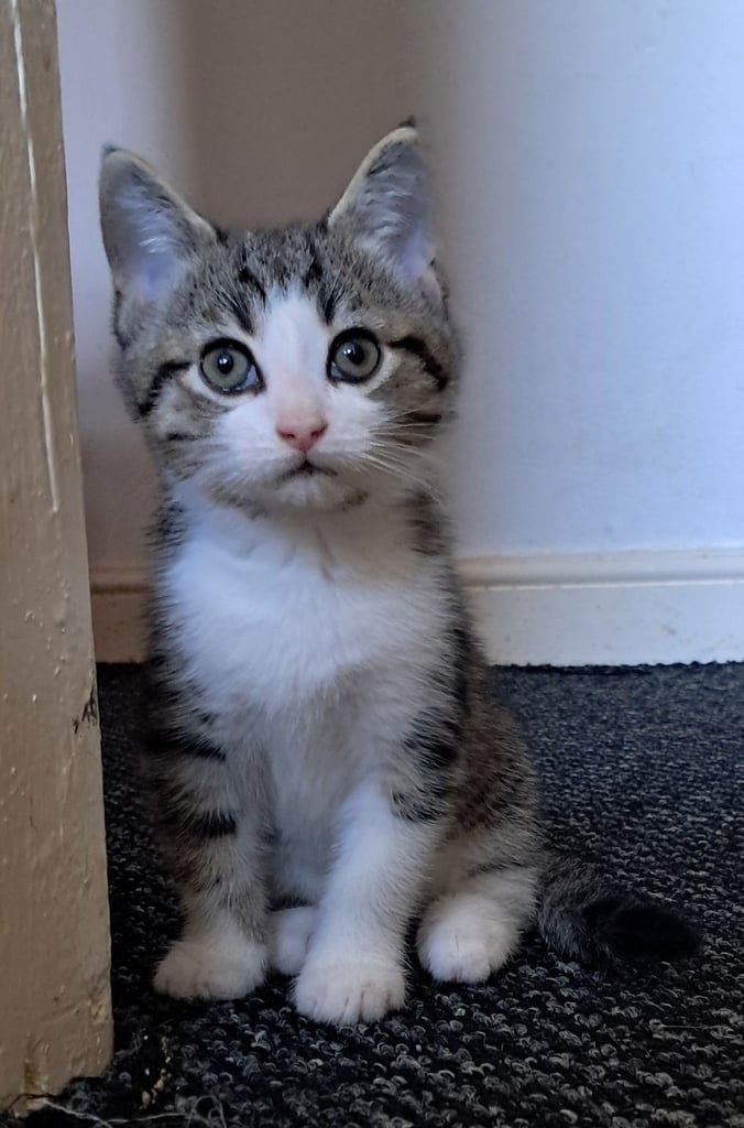 Baby boy 11 weeks old