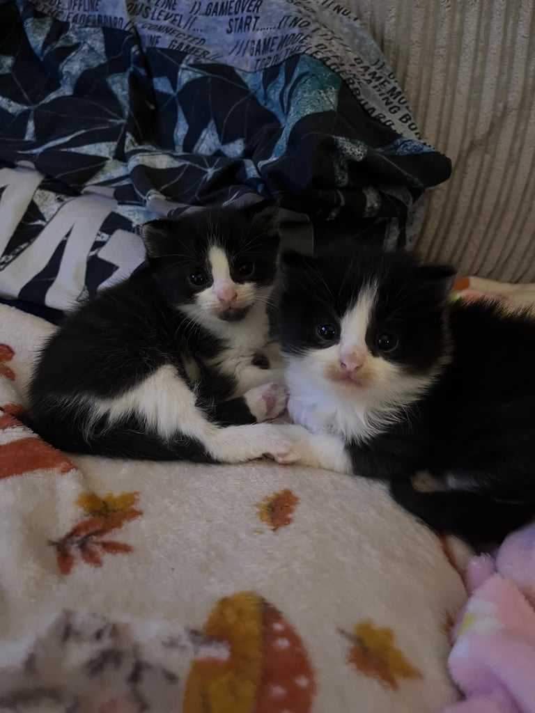 4 beautiful playful kittens - ready first week of December 