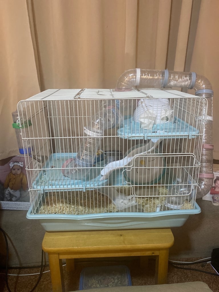 image for Roborovski boy hamster 