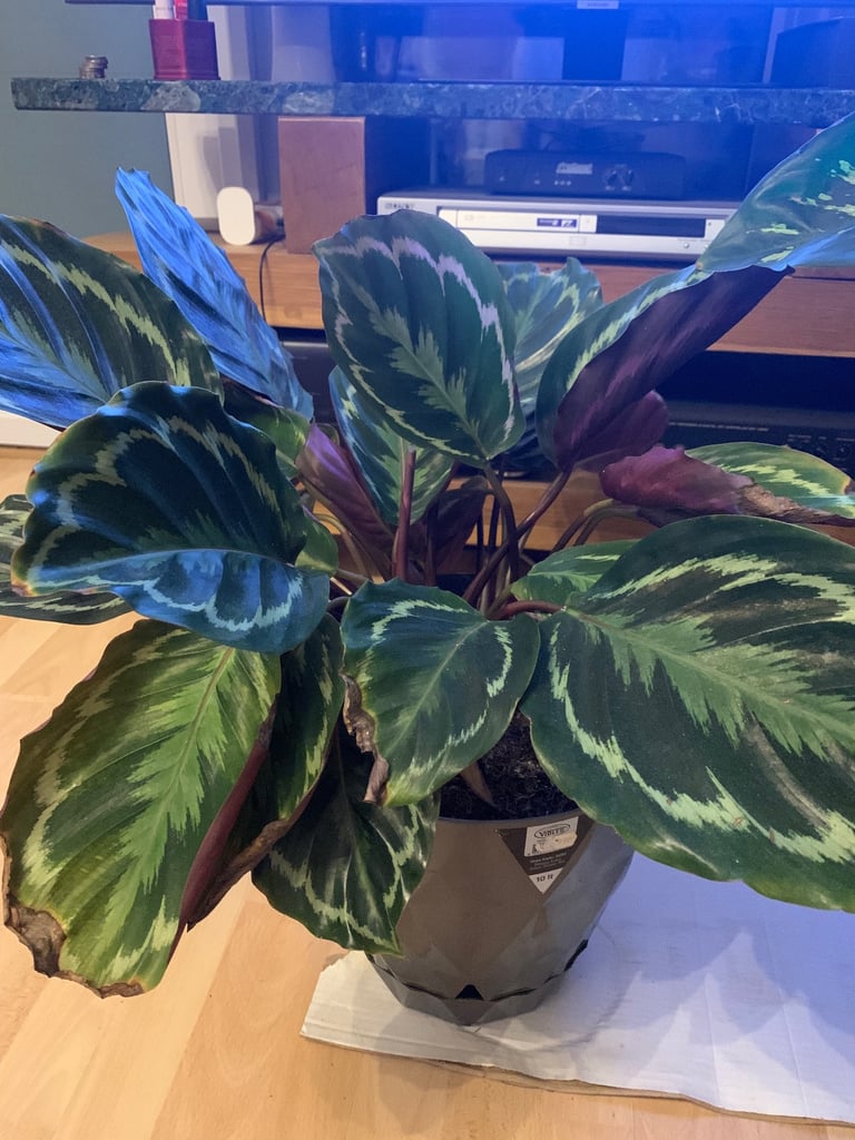 image for Houseplant 