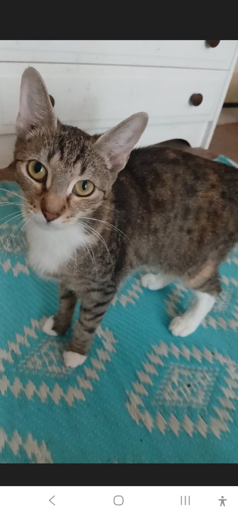 2 female  cats looking for rehoming 