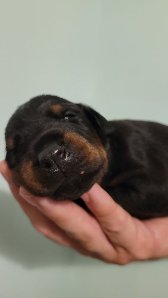*all gone* Stunning KC reg Dobermann puppies 