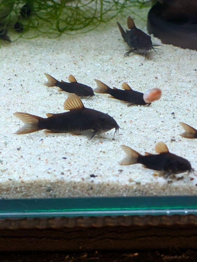 Corydoras black Schultzei  tropical fish