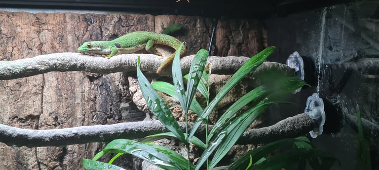 Peacock geckos SOLD waiting for more to hatch