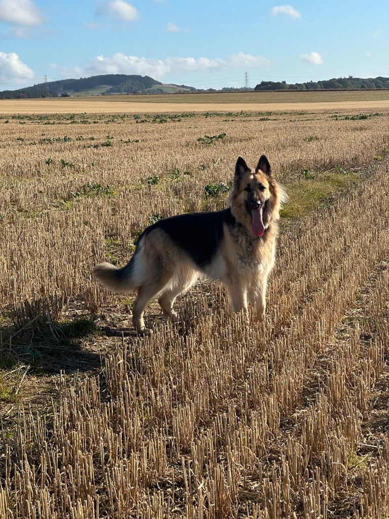 German Shepherd forever home needed