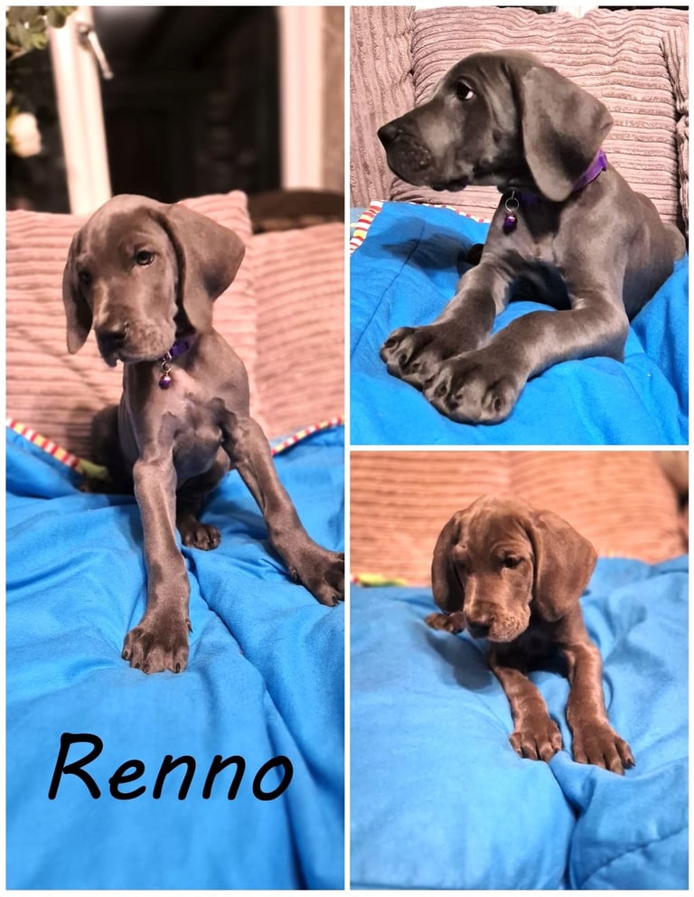 Great Dane puppies reduced 