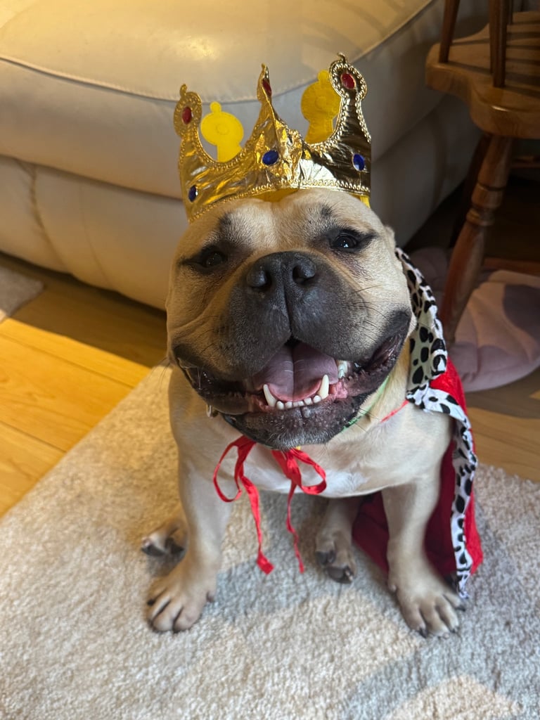 Beautiful Pocket Bully - Duke