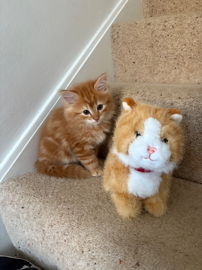 Cute long hair kitten looking for a new home 