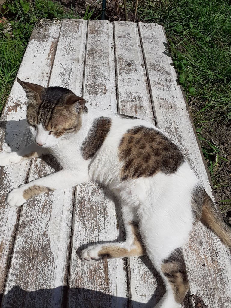Neutered White + Tabby markings Cat MR CHIPS -  Missing