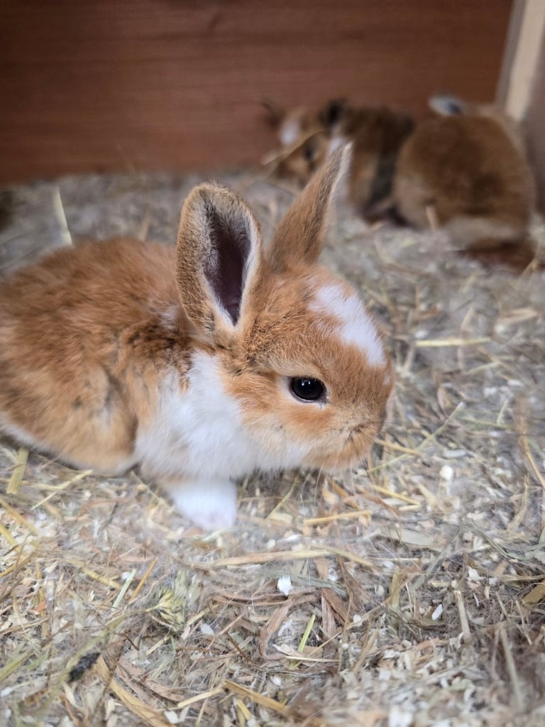 Baby Rabbits Available from 17th Nov 