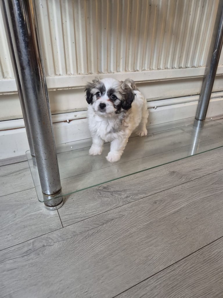 mix breed puppy (dog)