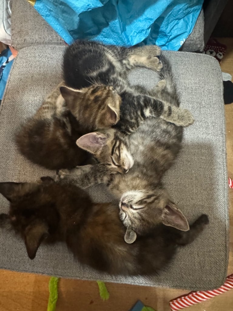 7 week old Kittens for sale 