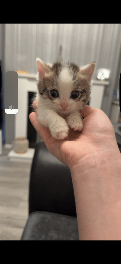 Lovely little kitten 