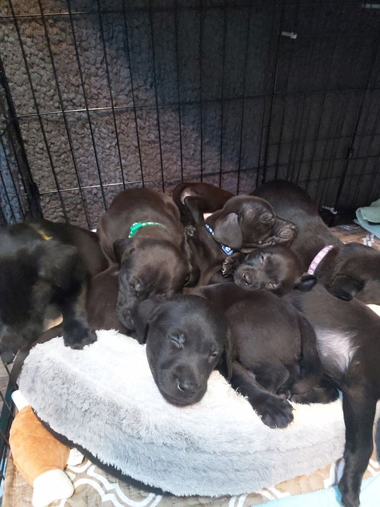 image for Lab Cross Puppies for Sale