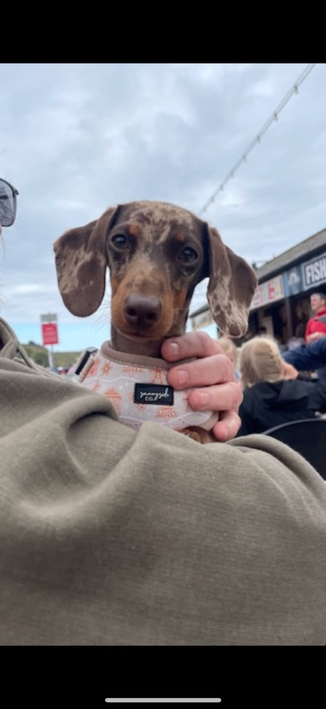 ❤️Beautiful 3 year old dapple miniature dachshund for sale ❤️