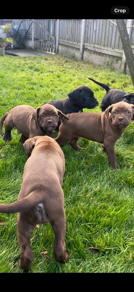 Cane corso x presa canario pups